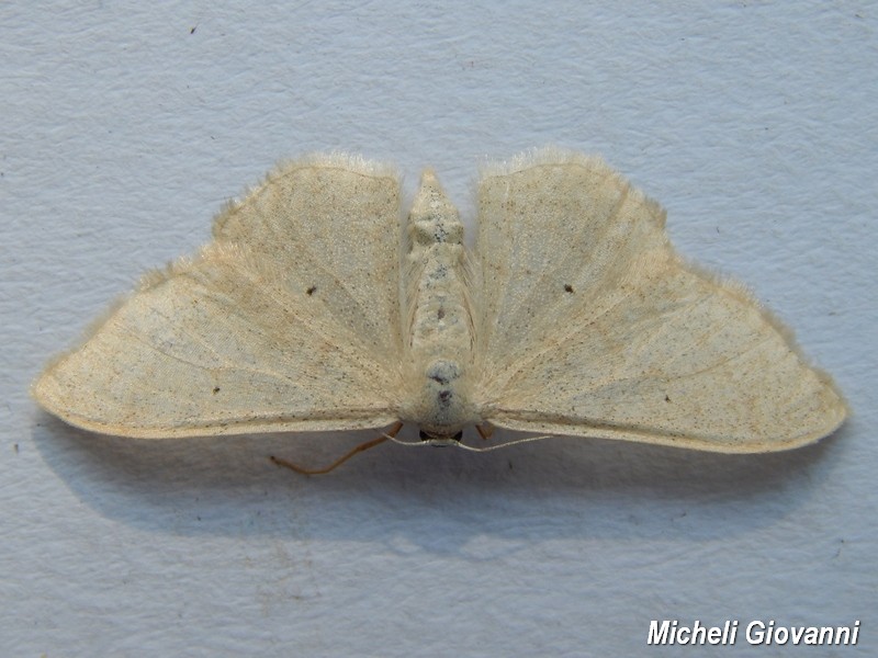 Idaea...? Idaea straminata